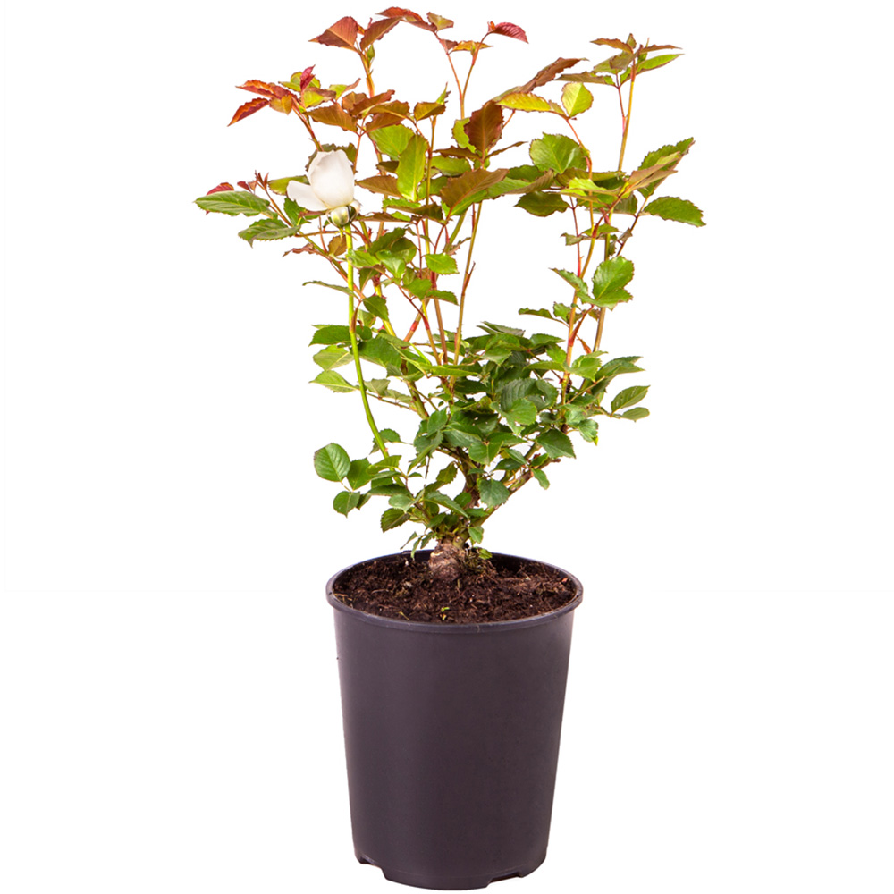 YouGarden Rose Mum You are One in a Million Plant Image 4