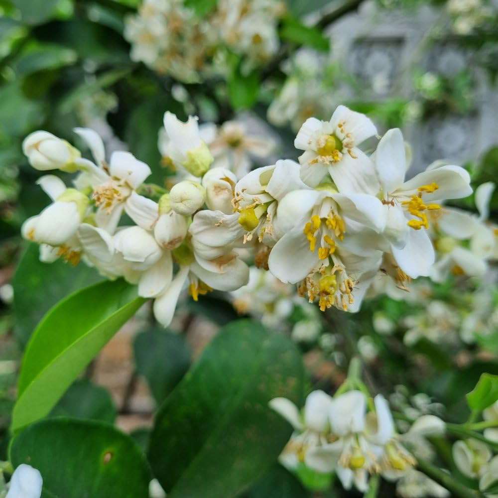 Thompson and Morgan Citrus Tree Key Lime Citrus Aurantifolia Potted Plant 5L Image 2