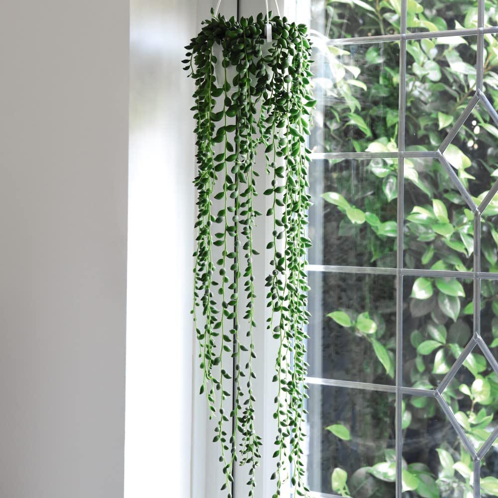 Thompson and Morgan Senecio String of Teardrops Plant in Pot 11cm 2 Pack Image 3