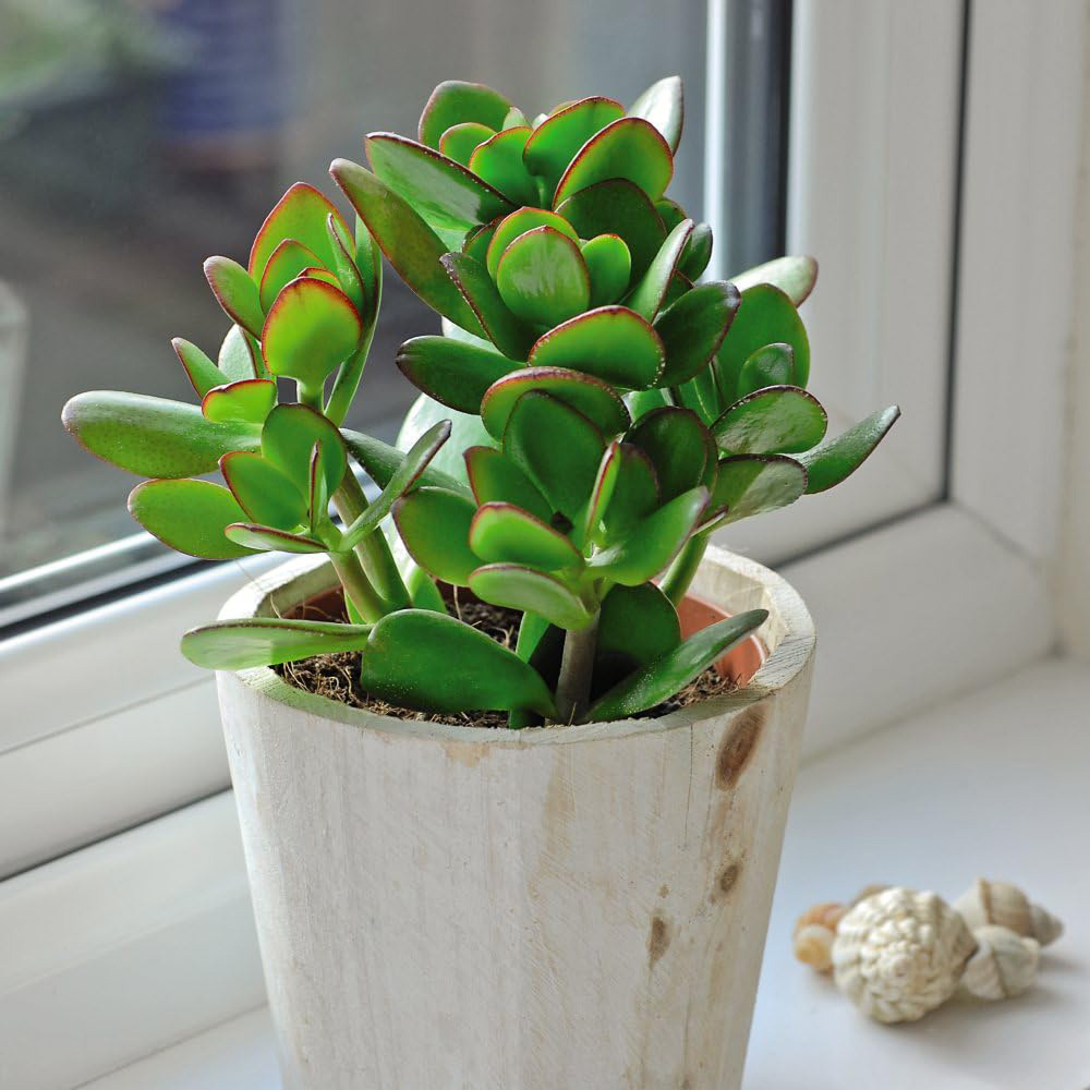 Thompson and Morgan Bedroom Bundle Collection Potted Plant 12cm 5 Pack Image 2