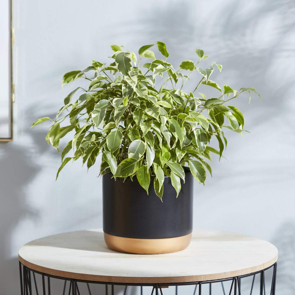 Thompson & Morgan Ficus Benjamina Variegated Weeping Fig Potted Plant 12cm Image 6