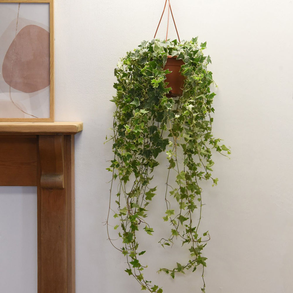 Thompson and Morgan Hedera Helix Mix Plant Pot 19cm Image 5