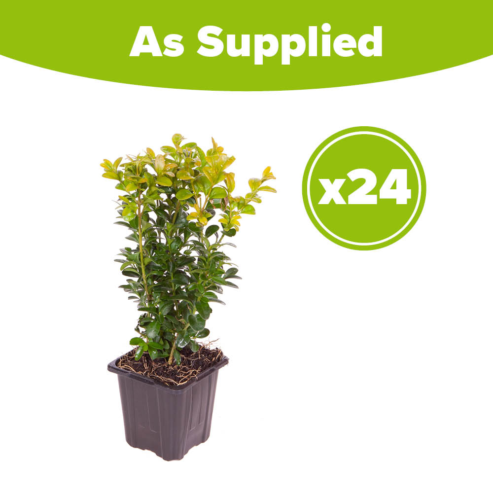 YouGarden Common Box Hedging Buxus Sempervirens 20cm 24 Pack Image 4