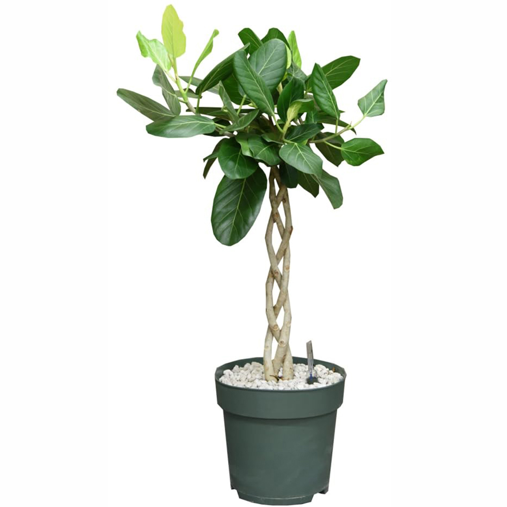 Thompson and Morgan Ficus Benghalensis Audrey Braided Stem Plant Pot 27cm Image 2