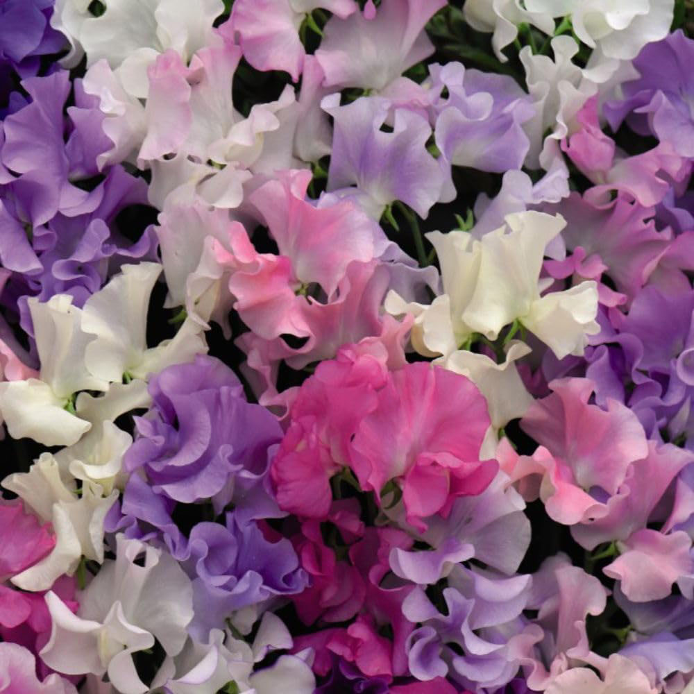 Thompson and Morgan Sweet Pea Collection Plant Pot Kit Image 1