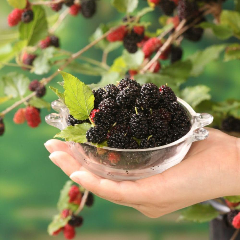 Thompson & Morgan Mulberry Morus Charlotte Russe Potted Plant Image 5