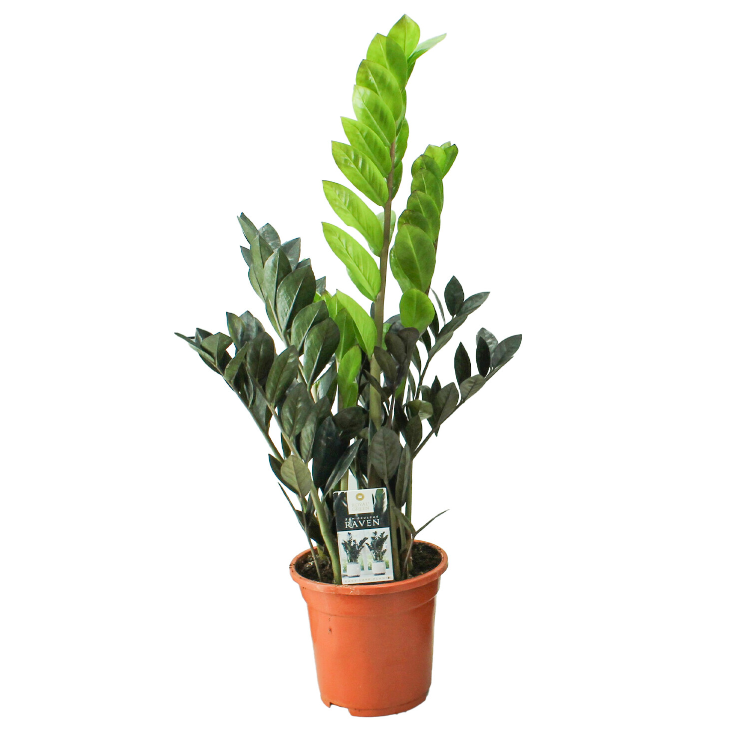 Zamioculcas Zamiifolia - Green Image