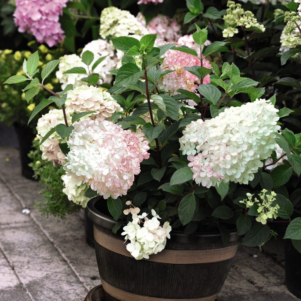 Thompson and Morgan Hydrangea Vanille Fraise Plant Pot 8cm 3 Pack Image 1