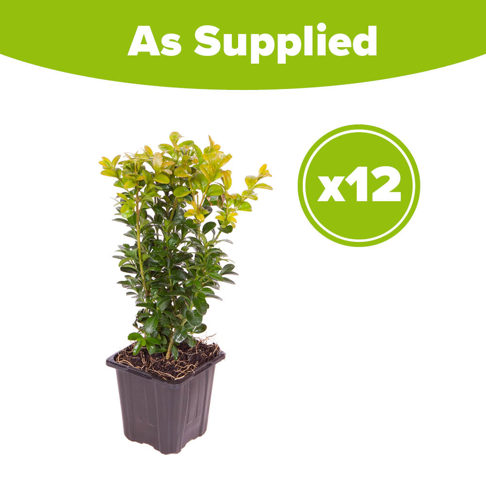 YouGarden Common Box Hedging Buxus Sempervirens 20cm 12 Pack Image 4