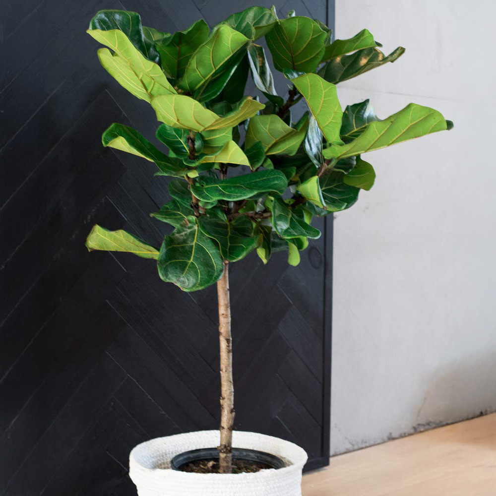 Thompson & Morgan Ficus lyrata Compacta Fiddle-leaf Fig Potted Plant 9cm Image 4