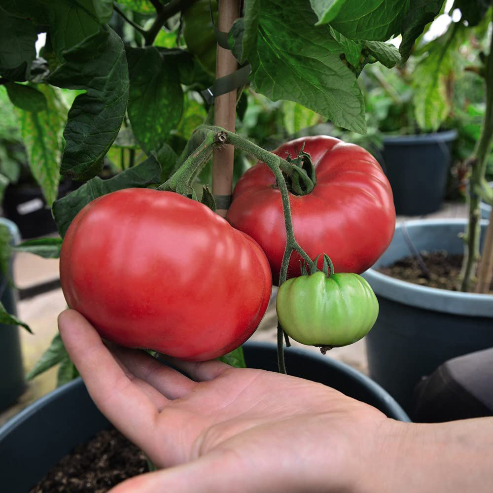 Thompson and Morgan Tomato Grafted Crimson Collection Plant Pot 9cm 4 Pack Image 4