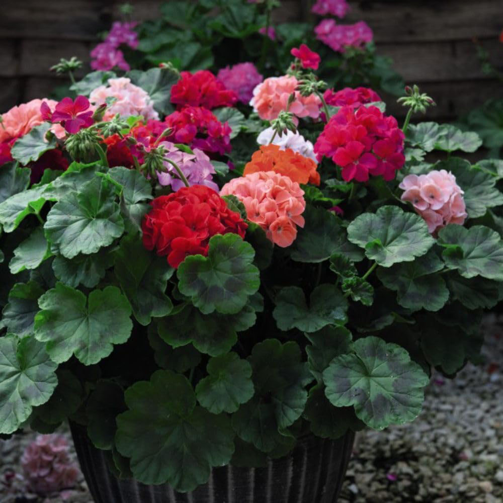 Thompson and Morgan Container Collection Garden Ready Plant 60 Pack Image 7