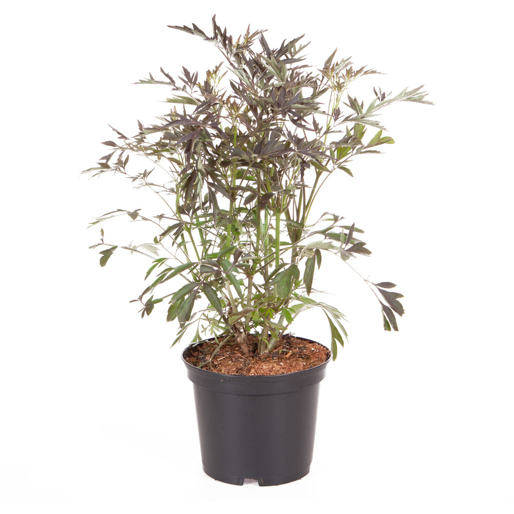 YouGarden Sambucus Nigra Black Lace Pot 2L Image 5