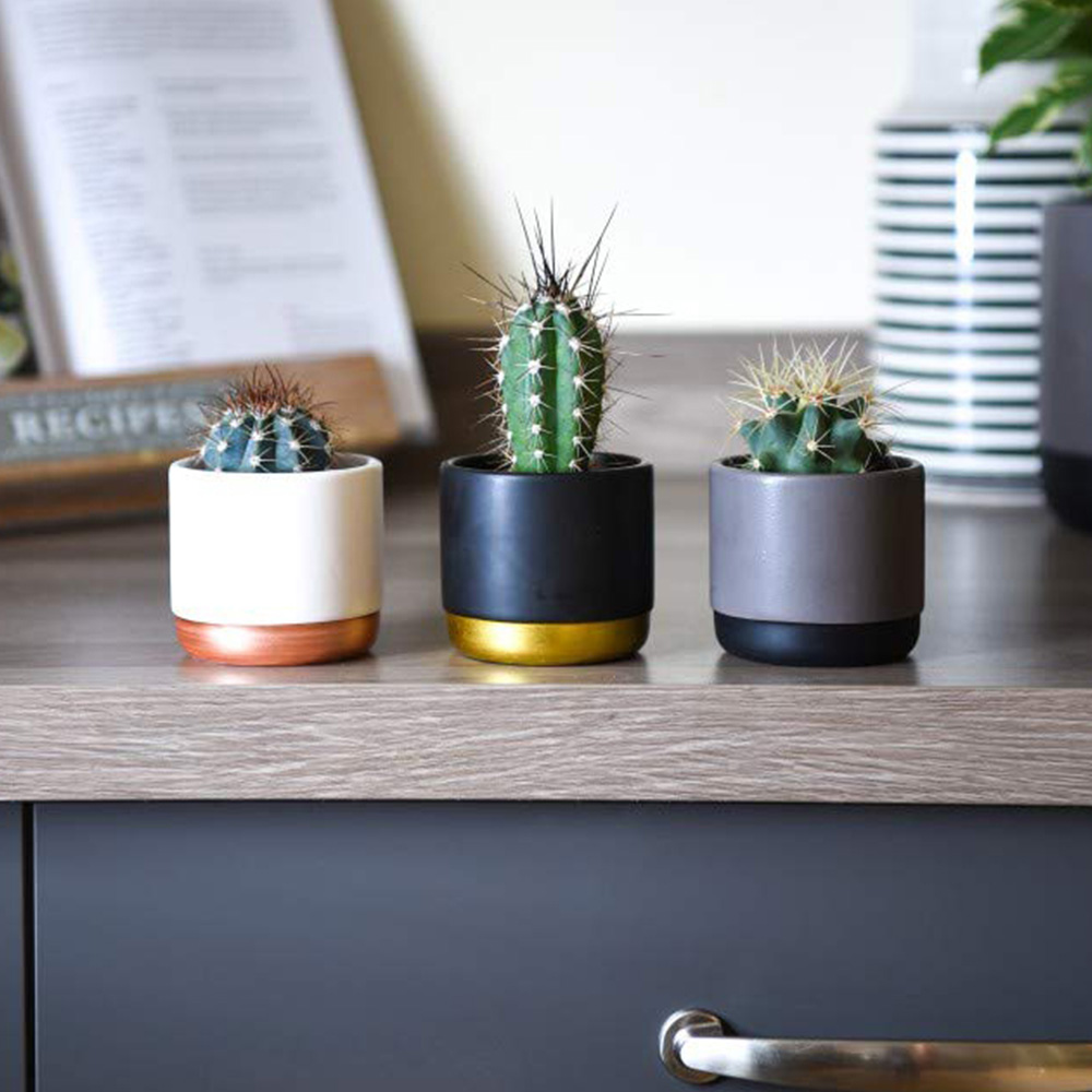 Thompson & Morgan Cactus Mixed Potted Plant 5.5cm 3 Pack Image 9