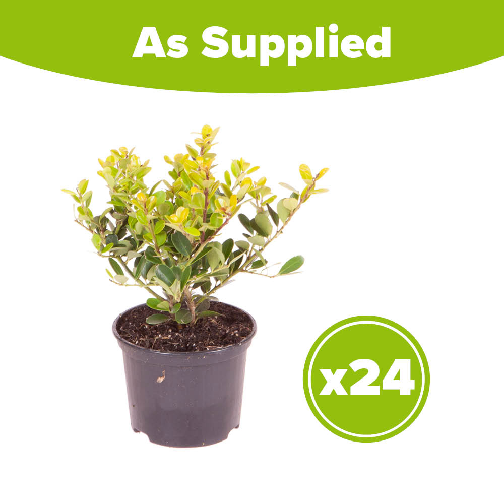 YouGarden Japanese Holly Green Hedge Ilex Crenata Plant in Pot 9cm 24 Pack Image 4