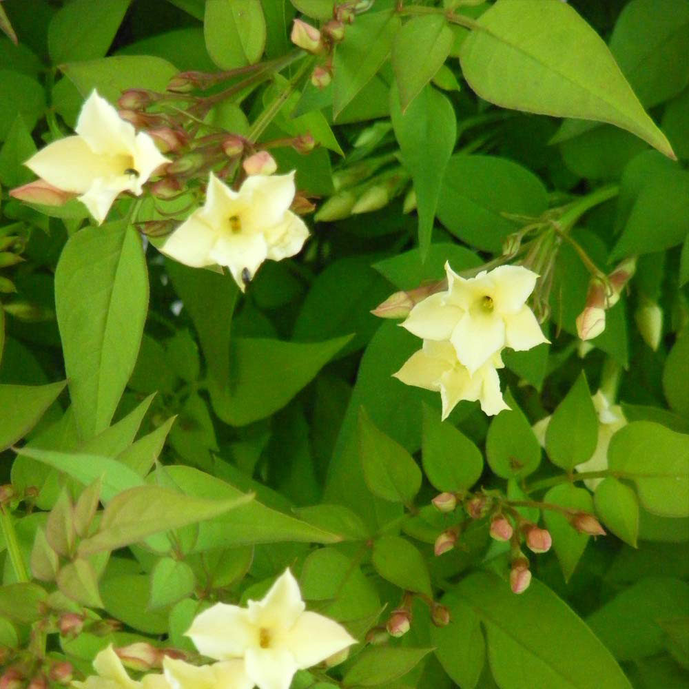 Thompson & Morgan Jasmine Officinale Clotted Cream Potted Plant 3L Image 2