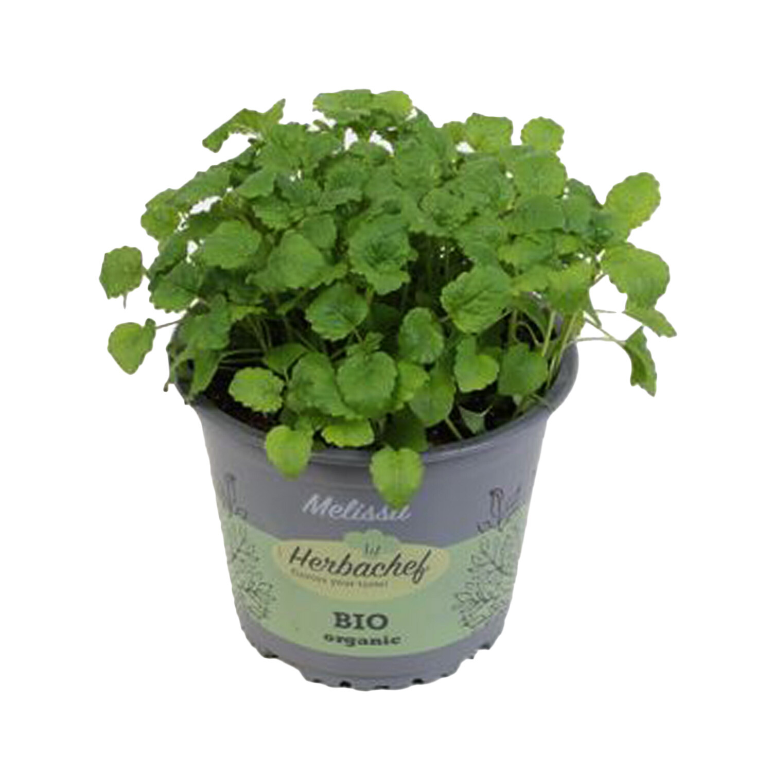 Melissa Herb  - Green Image