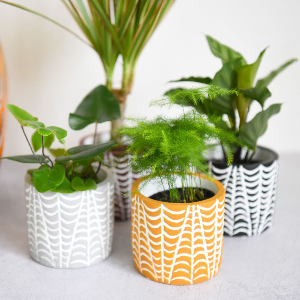 Thompson and Morgan Mini Jungle Mixed Ceramic Plant Pot 7cm 3 Pack Image 3