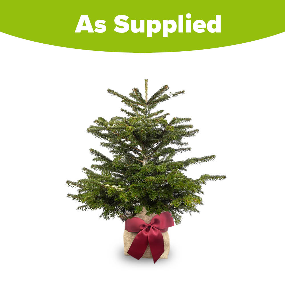 wilko Warm White LED Nordmann Fir Christmas Tree with Gift-Wrapped Base 3.2ft Image 3