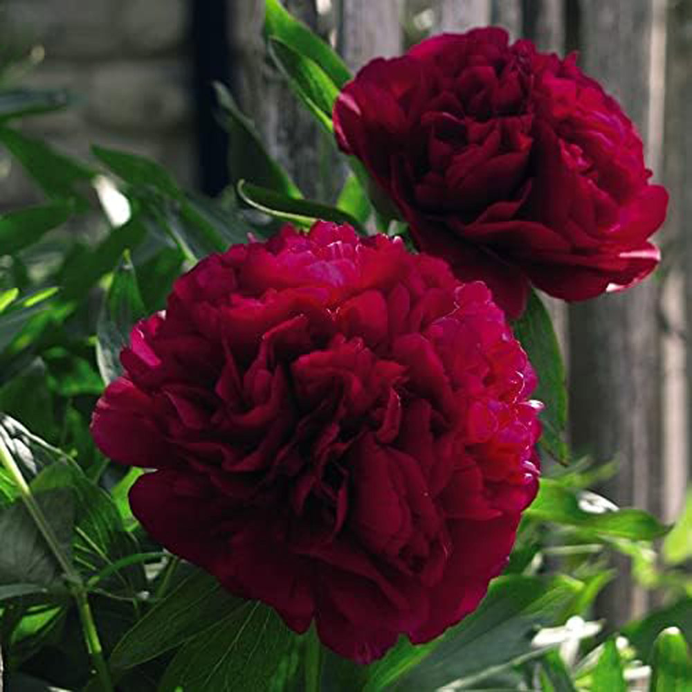 Thompson and Morgan Paeonia Double Red Fragrant Hardy Perennial Plant Pot 9cm Image 3