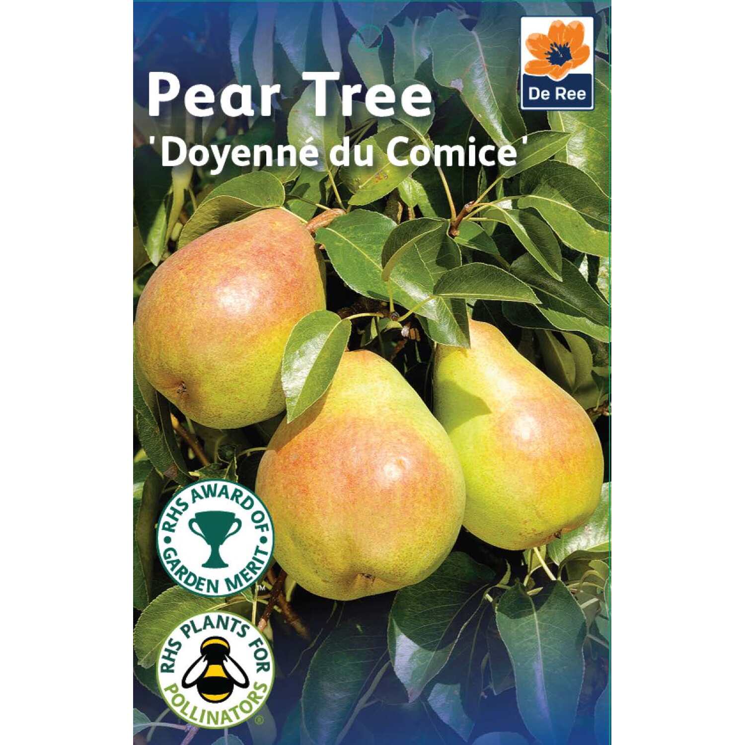 Pear Doyenn Du Comice Fruit Tree - Yellow-Orange Image