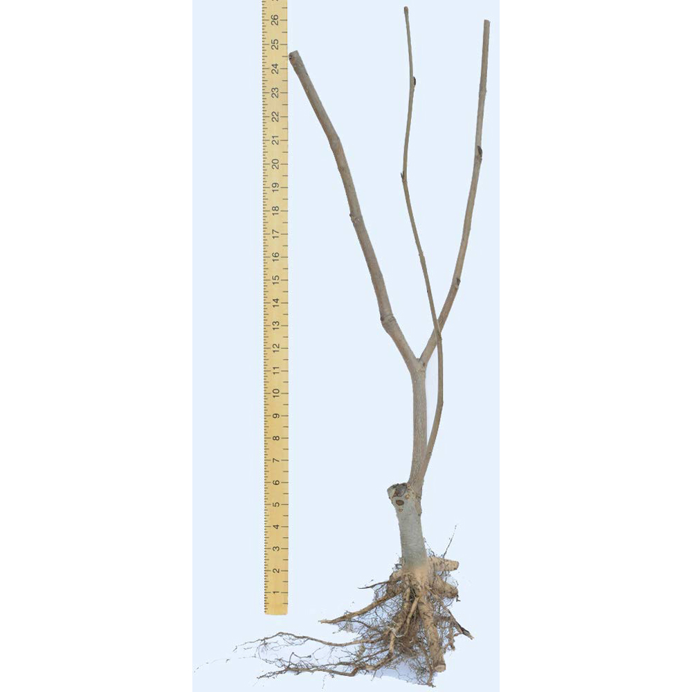 Thompson and Morgan Standard Magnolia Red Lucky Grafted Bare Root Image 6