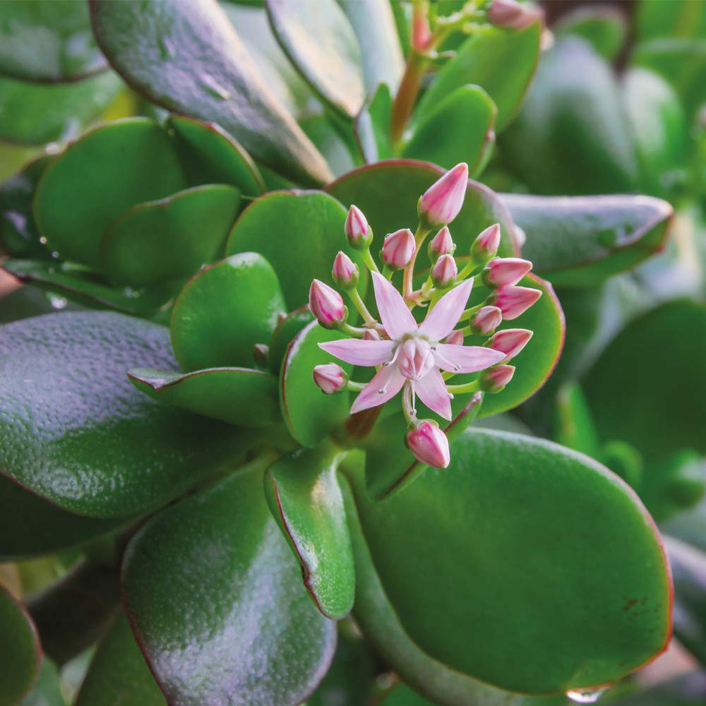 Thompson and Morgan Crassula Ovata Potted Plant 12cm 3 Pack Image 3