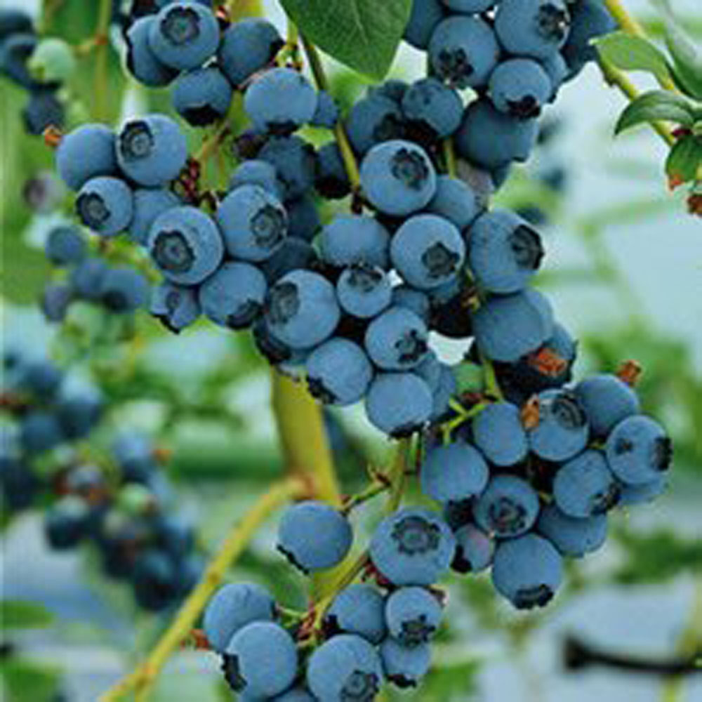 Thompson and Morgan Vaccinium Blueberry Plant Pot 9cm 3 Pack with Seed Packet 5 Pack Image 4