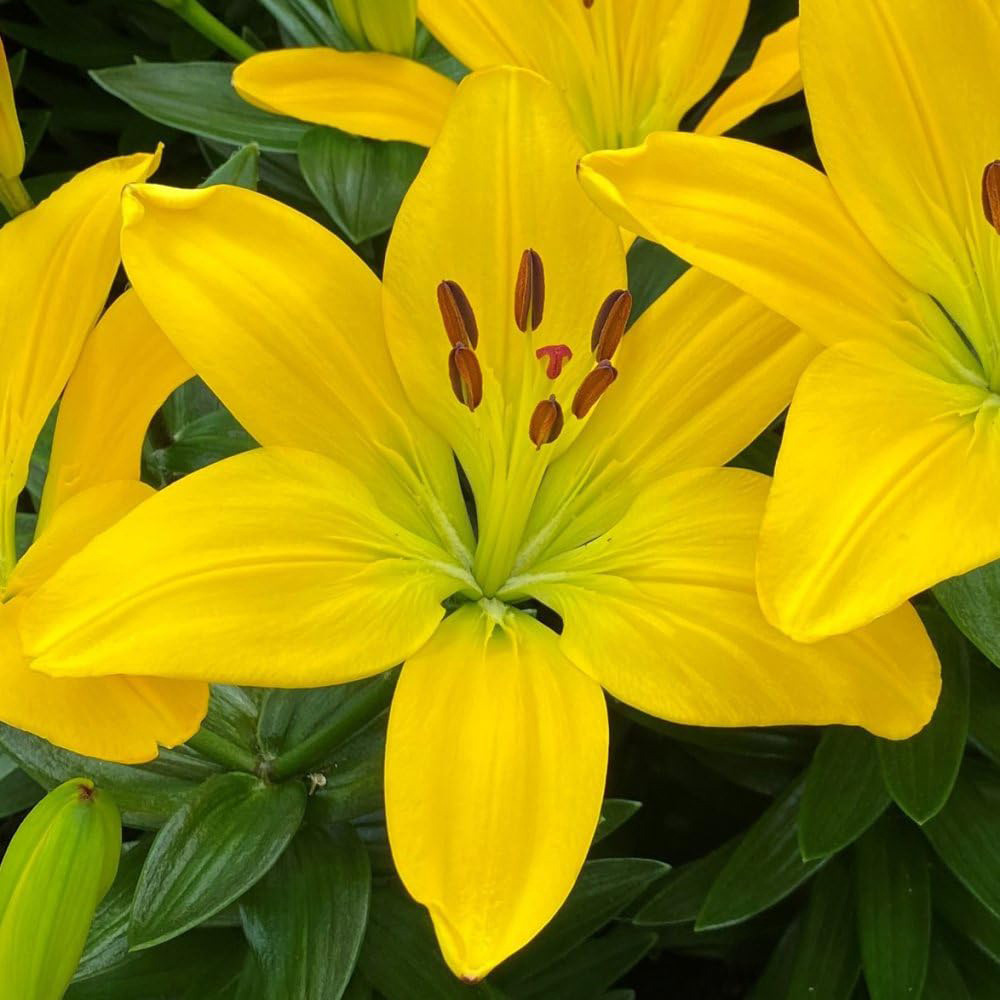 Thompson and Morgan Lily Summer Fun Collection Planting Bulb 18 Pack Image 9