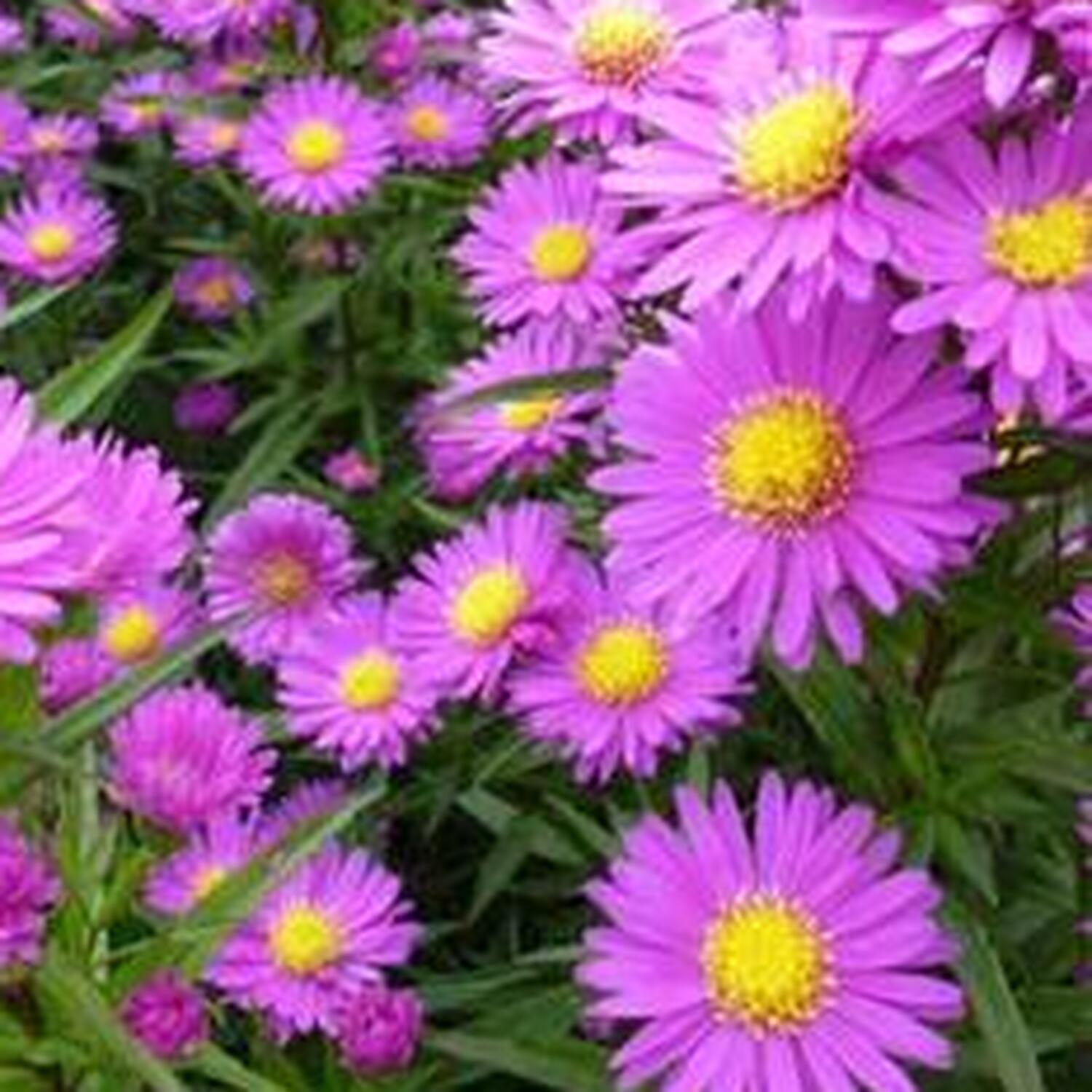 Aster Magic Mix Plant Pot Image 2