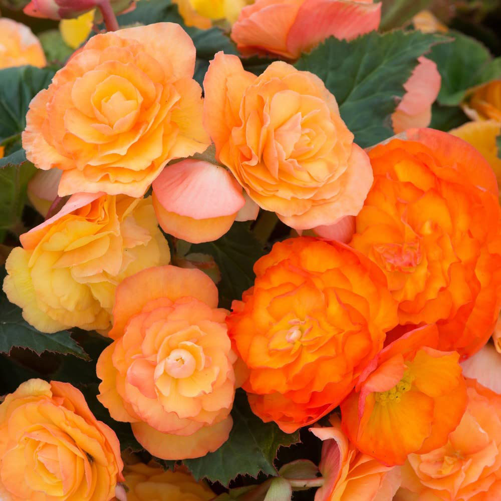 Thompson and Morgan Garden Ready Bumper Collection Garden Ready Plant 360 Pack Image 2