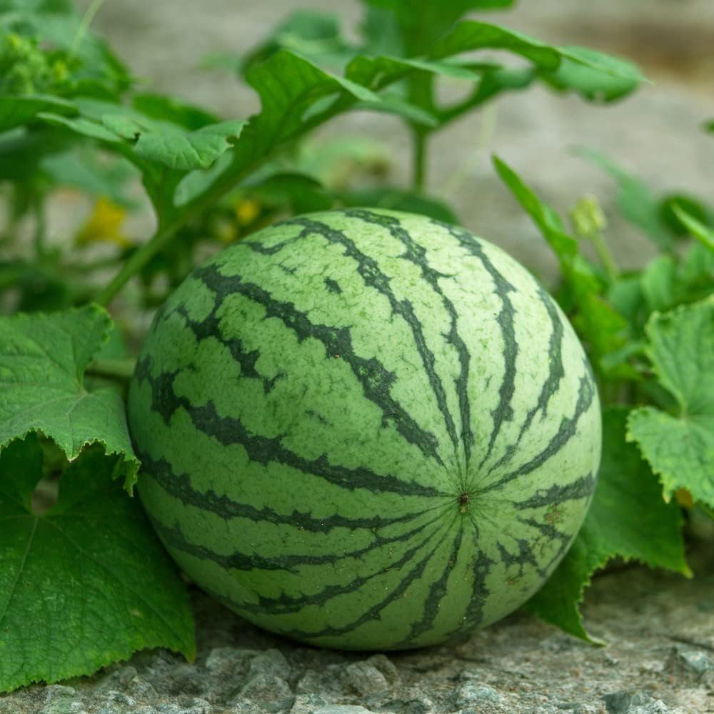 Thompson and Morgan Nurserymans Choice Grafted Vegetable Plant Pot 9cm 12 Pack Image 8