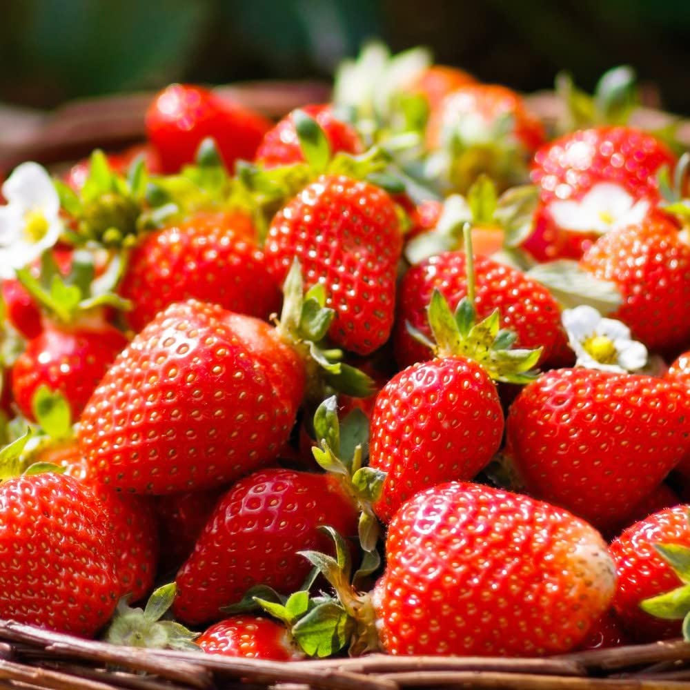 Thompson and Morgan Strawberry Montana Plant in Pot 9cm 3 Pack Image 4