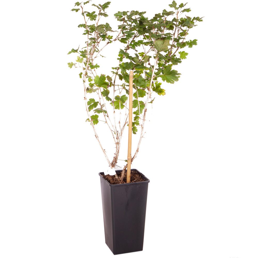 YouGarden Gooseberry Hinnomaki Red Plant Pot 1.7L Image 3
