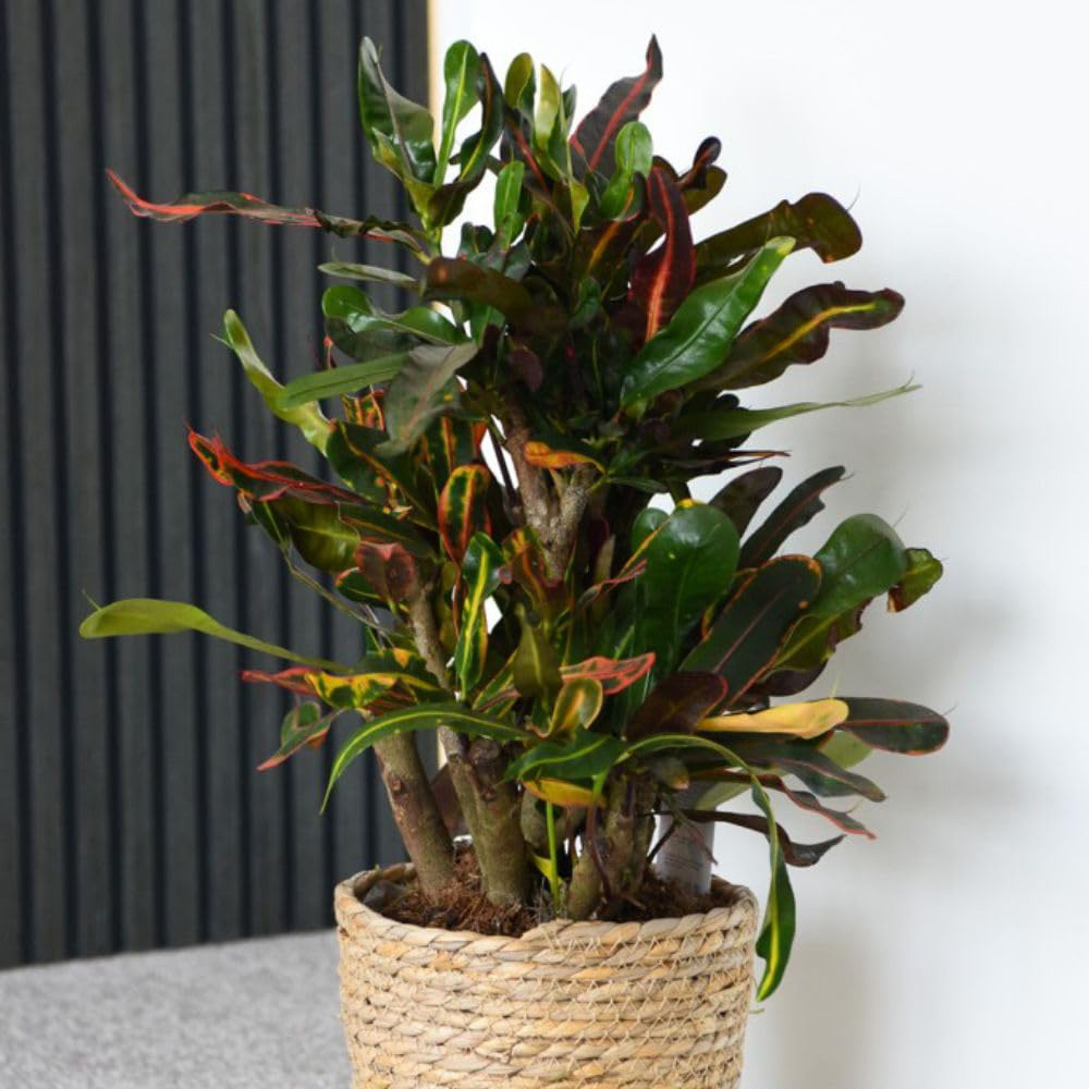 Thompson and Morgan Codiaeum Variegatum Mammi Potted Plant 17cm Image 4