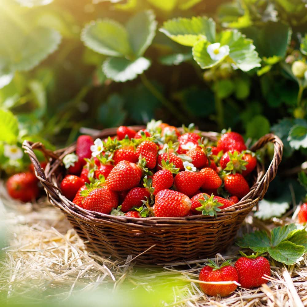 Thompson and Morgan Strawberry Montana Plant in Pot 9cm 6 Pack Image 3