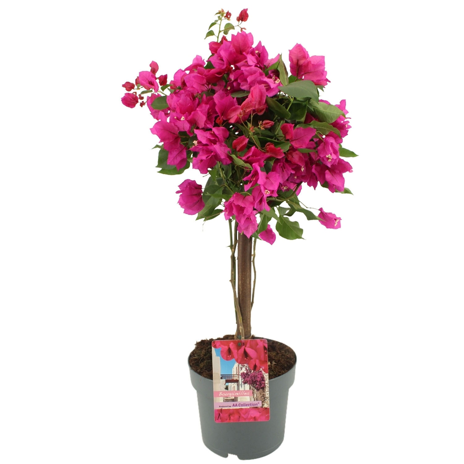 Bougainvillea Sanderiana Stem 21cm - Pink Image