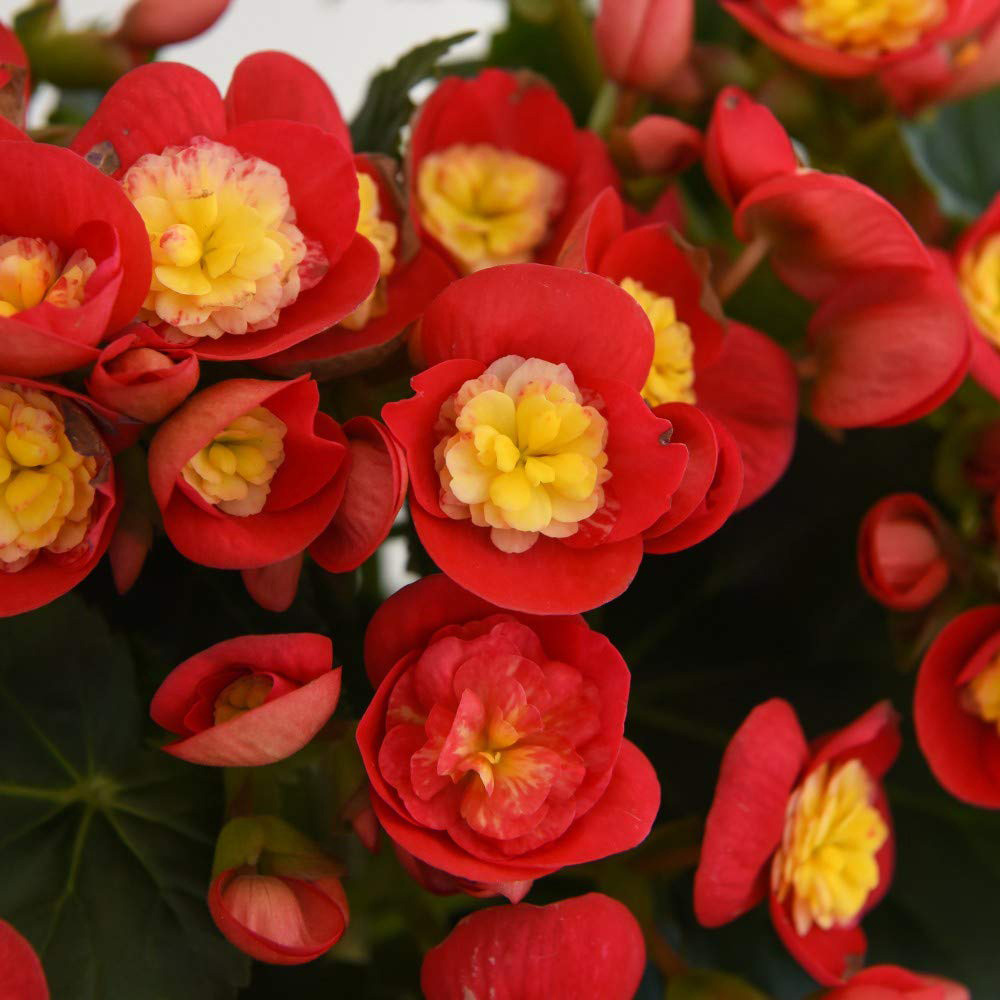 Thompson and Morgan Begonia Valentino Pink Potted Plant 14cm Image 4