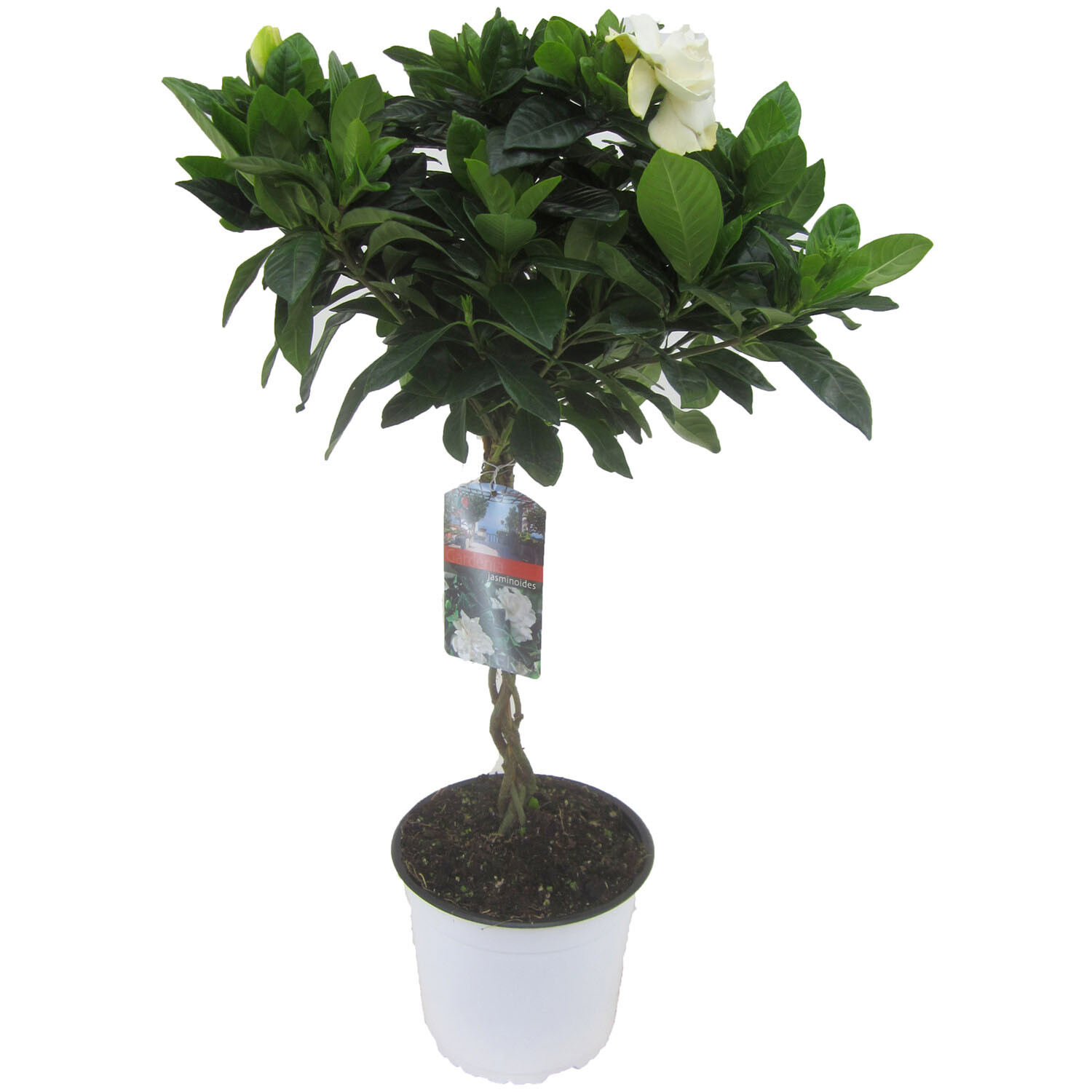 Gardenia Jasminoides - Green Image