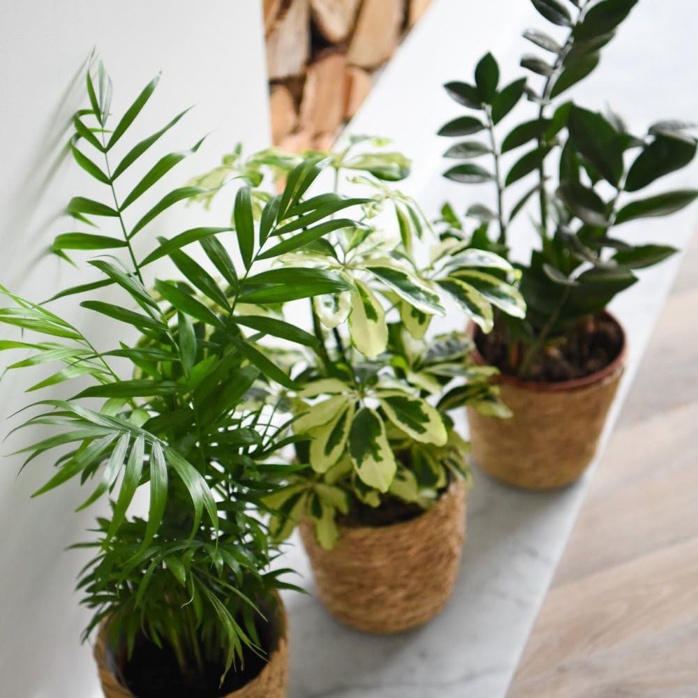 Thompson and Morgan Modern Home Houseplant Collection 3 Pack Image 5