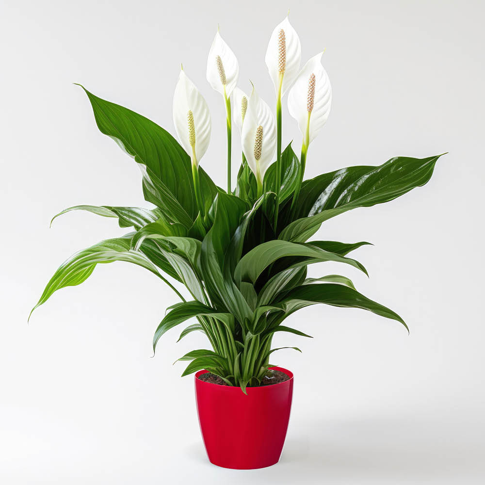 YouGarden Peace Lily with Red Pot Cover 13cm Image 3
