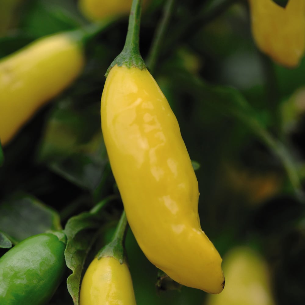 Thompson and Morgan Chilli Pepper Patio Collection Plant Pot 9cm 6 Pack Image 3