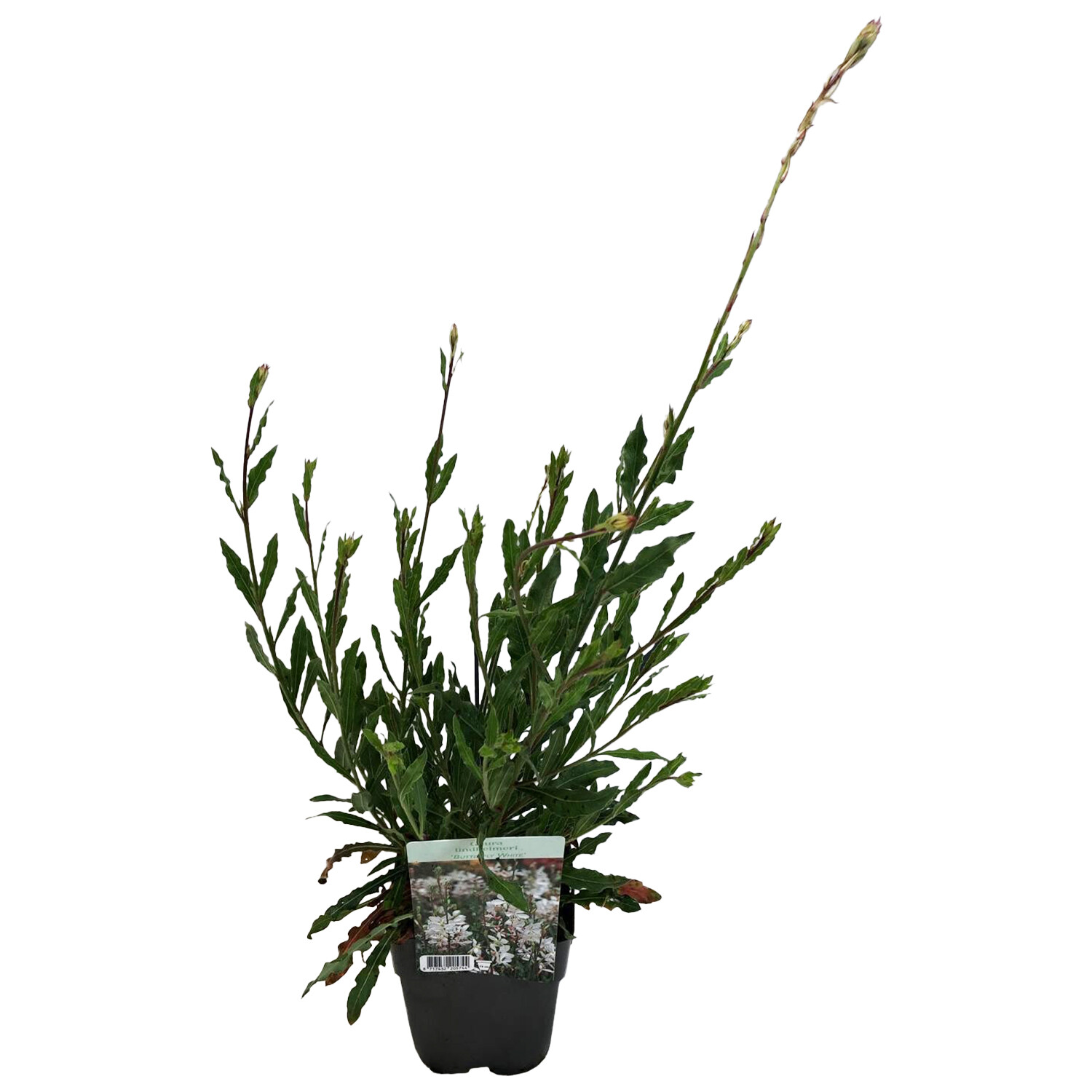 Perennial Gaura Butterfly White - White Image