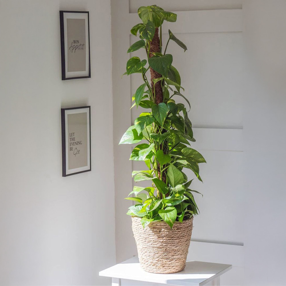 Thompson & Morgan Epipremnum Scindapsus Aureum Potted Plant 24cm Image 5