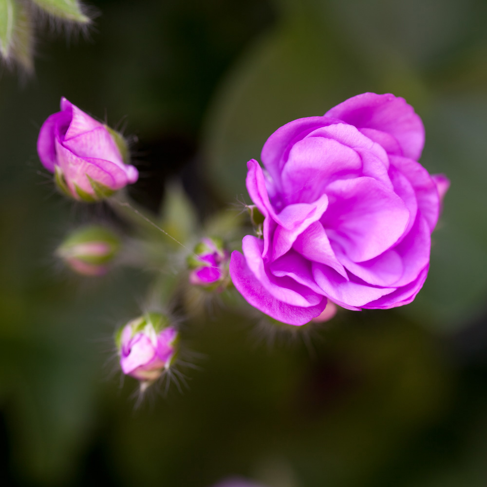YouGarden Geranium Rosebud Collection Plug Plant 12 Pack Image 6