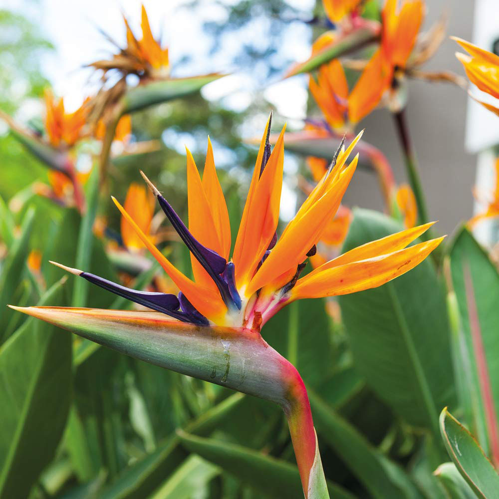 Thompson & Morgan Strelitzia Bird of Paradise Potted Plant 13cm Image 1