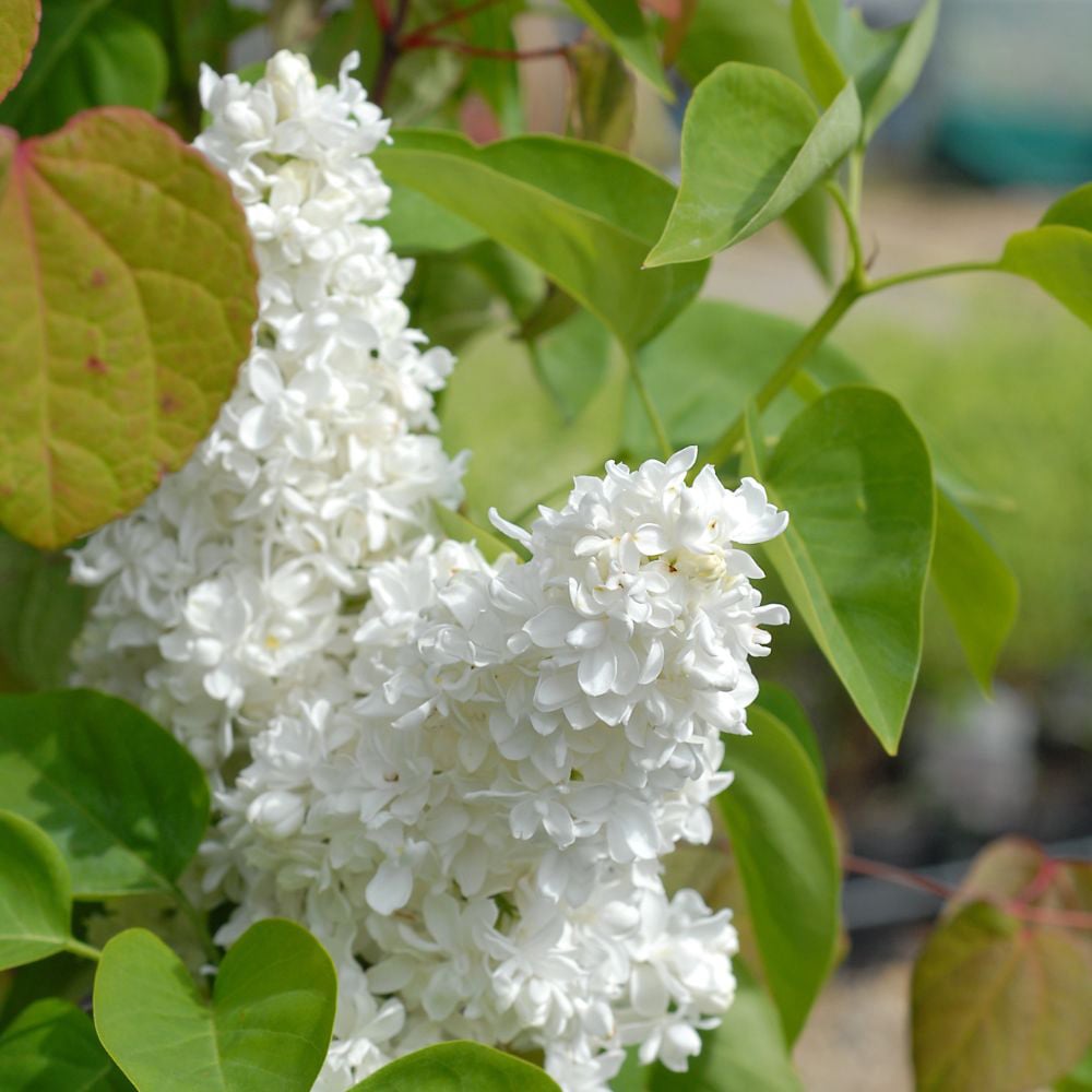 Thompson and Morgan Syringa Vulgaris Mme Lemoine Plant Pot 9cm Image 2