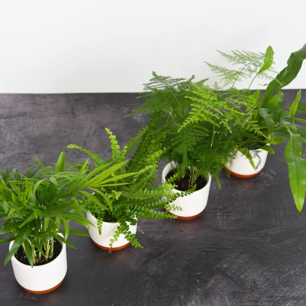 Thompson & Morgan Green Houseplant Starter Mix Potted Plant 6cm 3 Pack Image 2