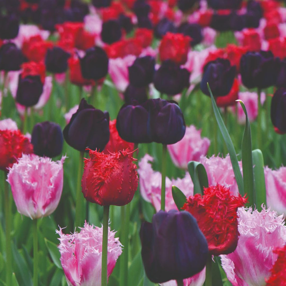 Thompson and Morgan Tulip Berry Sorbet Bulbs 16 Pack Image 4