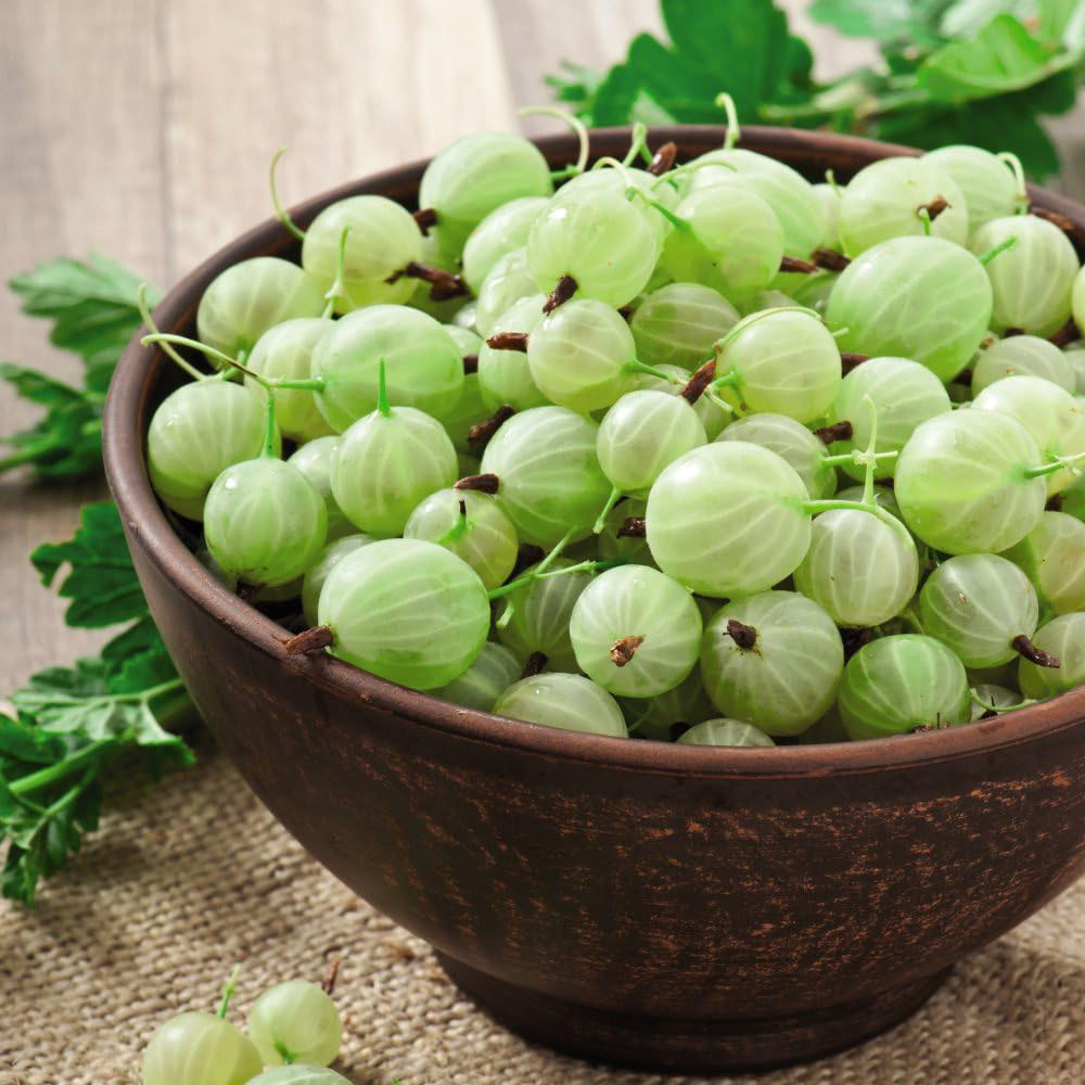 Thompson and Morgan Gooseberry Ribes Uva Crispa Invicta 2L Image 2